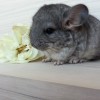 Кекс