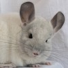 Оливка