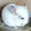 Фараон