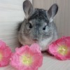 Нимфея