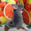 Селеста
