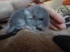 3 дня