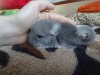3 дня