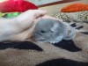 3 дня