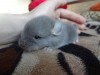 3 дня