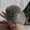 Ярик