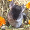 Ханна