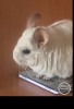 Сильва