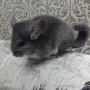 Чедр