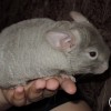 Ровенна