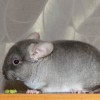 Мартин
