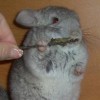 Кая