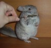 3 мес