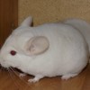 Лютик Лова
