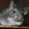 Коко