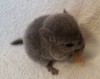 1 месяц
