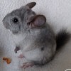 Сильвия