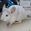 Карамель