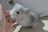 2 недели