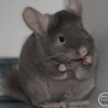 Хупер