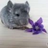Вита