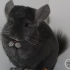 Милана
