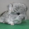 Кафка