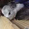 Шуня