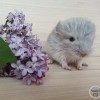 Лазурит