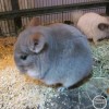 Фидель