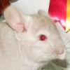 Дарий