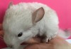 1 месяц