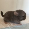 Чоко Капучинка Хит