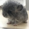 Киано