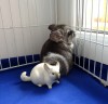 1 месяц