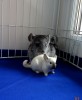 1 месяц