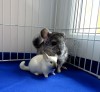 1 месяц