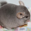 Кайро