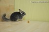 Френси
