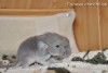 Франческа