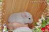 Беринго