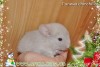 Беринго