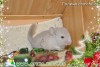 Беатриче