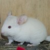 Ласка