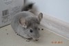 2 мес