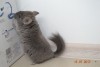 2 мес