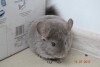 2 мес