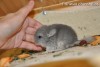 Байрон