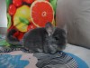 1,10 лет