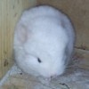 Кристиан